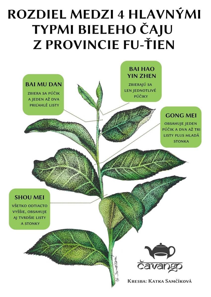 Druhy čínskeho bieleho čaju (Autor: Katka Samčíková)