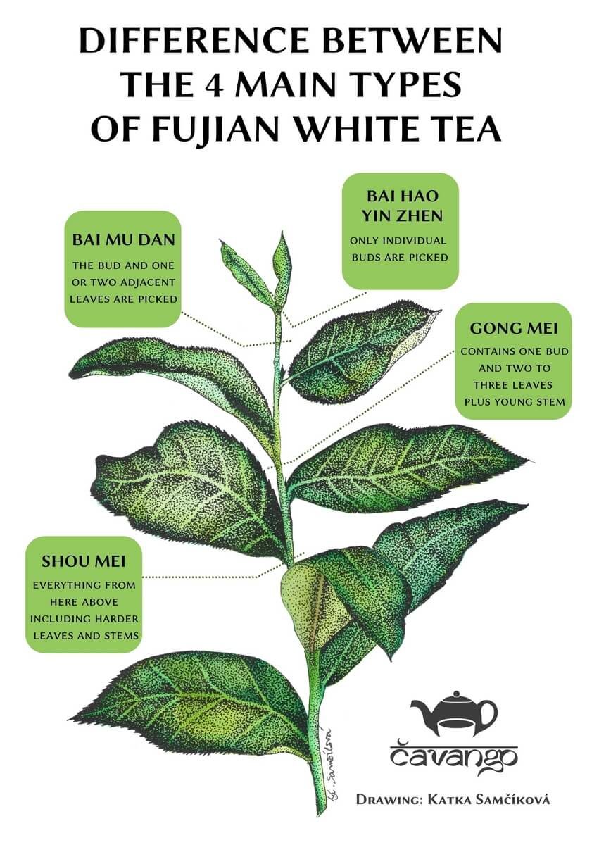 Basic white tea types of Fujian province (Author: Katka Samcikova)